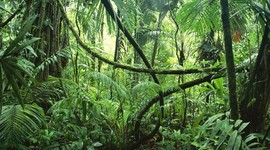 Timeline: Into the Amazon