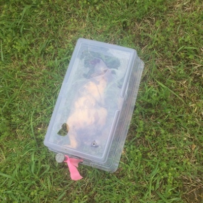 Timeline: Squirrel Body Farm Decomp- Heather James:Osteologist, Sarah McConnell: Decomposition Expert, Sydney Von Strohe: Entomologist & Meteorologist