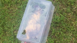 Timeline: Squirrel Body Farm Decomp- Heather James:Osteologist, Sarah McConnell: Decomposition Expert, Sydney Von Strohe: Entomologist & Meteorologist