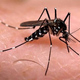El chikungunya fue creado en laboratorio y tiene vacuna