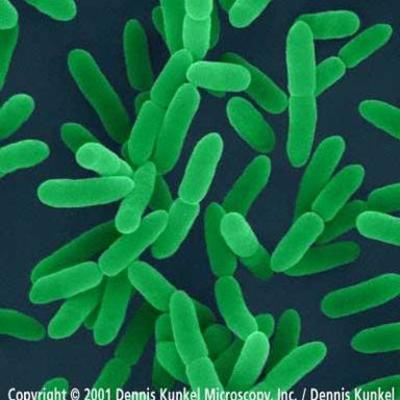 Timeline: Desarrollo histórico de la biología celular