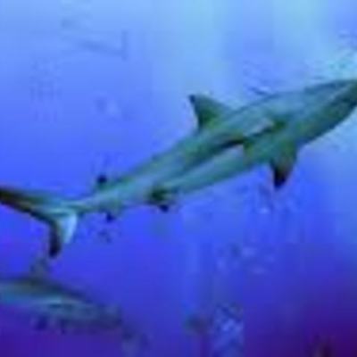 Timeline: Shark Girlll