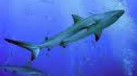 Timeline: Shark Girlll