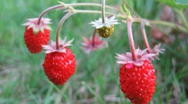 Timeline: Conrear Maduixes