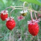 3 wild strawberries close up uk 2006