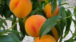 Timeline: Conreu del Prèssec