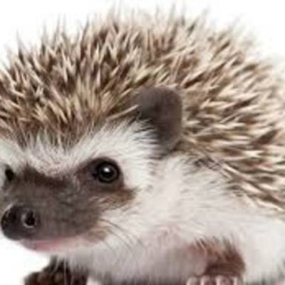 Timeline: Línea del tiempo modelos