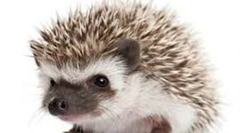 Timeline: Línea del tiempo modelos