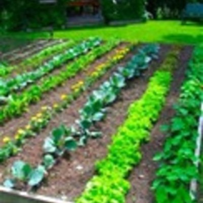 Timeline: Our garden