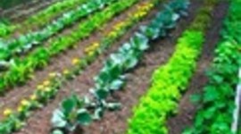 Timeline: Our garden