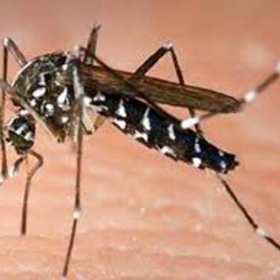 Timeline: Enfermedad Chikungunya