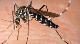 Timeline: Enfermedad Chikungunya