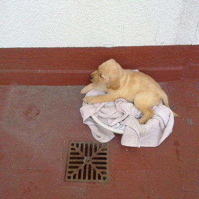 Timeline: Mi primer añito