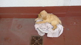 Timeline: Mi primer añito