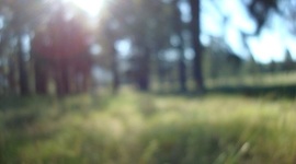 Timeline: African Independence