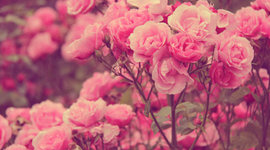 Timeline: My Timline