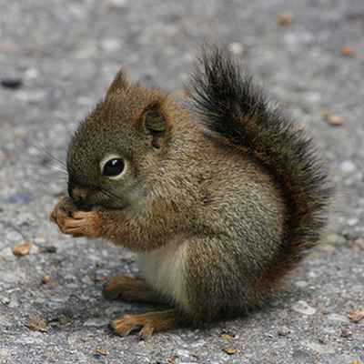 Timeline: THE DECAY OF MONTY