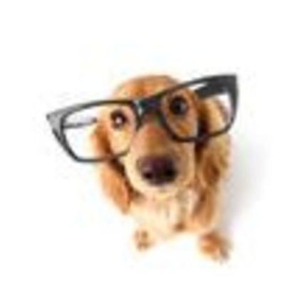 Timeline: History of Dog Doctors