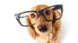 Timeline: History of Dog Doctors