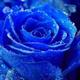 Blue rose