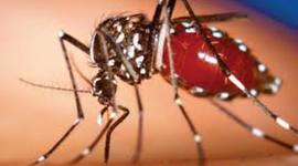 Timeline: Origen y evolución del chikungunya