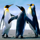 Penguins