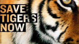 Timeline: Save Tigers Now!