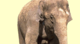 Timeline: Elephant Conservation