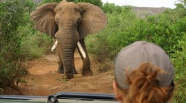 Timeline: World wildlife fund