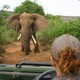 Parfari elephant encounter c wilderness safaris 1024x819