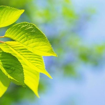 Timeline: 1900-1914 Legislación Ambiental