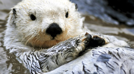 Timeline: Life By Design