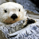 131025 wild articseaotter.jpg.crop.original original