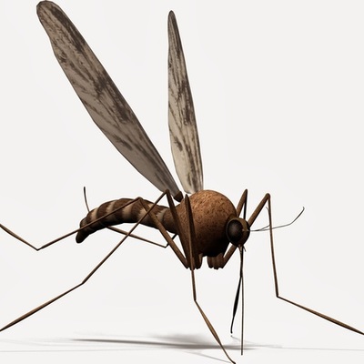 Timeline: Chikungunya