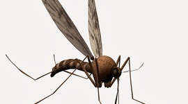 Timeline: Chikungunya