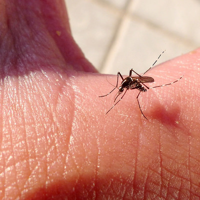 Timeline: chikungunya