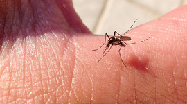 Timeline: chikungunya