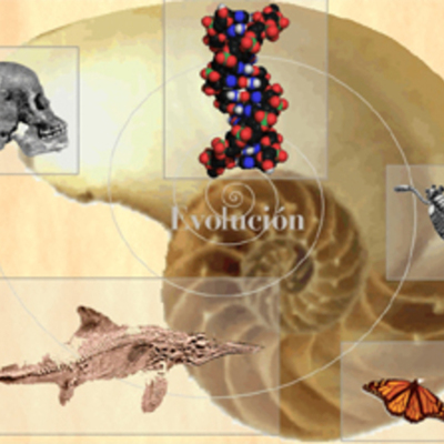 Timeline: El largo camino de la Evolución