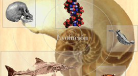 Timeline: El largo camino de la Evolución