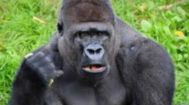 Timeline: Mitchell Bradley Timeline 2015