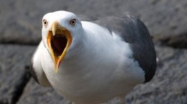 Timeline: Lainey Floore timeline 2015