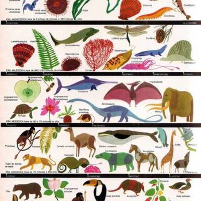 Timeline: EVOLUCIÓN DE LAS ESPECIES