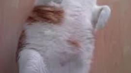 Timeline: IES LA FOIA Tema 8, Científicos médicos.