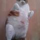 Gato