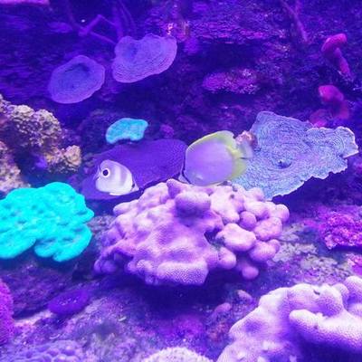 Timeline: Tecnobiografia