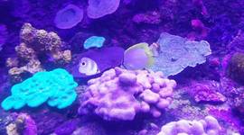 Timeline: Tecnobiografia