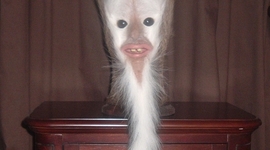 Timeline: Western Expansion