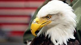 Timeline: The Path to the American Revolution