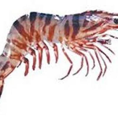 Timeline: William's timeline