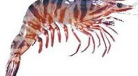 Timeline: William's timeline